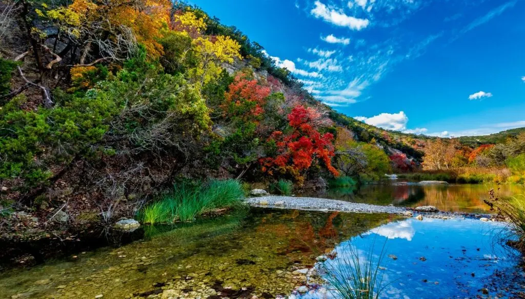 View of colorful Maple trees along the edge of a shallow river in the fall. It is also a bright day with blue skies. 