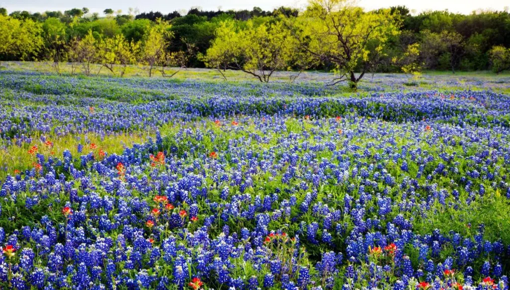 View of a field full of Blue Bonets and some awesome red flowers too. You can see trees with green leaves in the background in Texas Hill Country. 