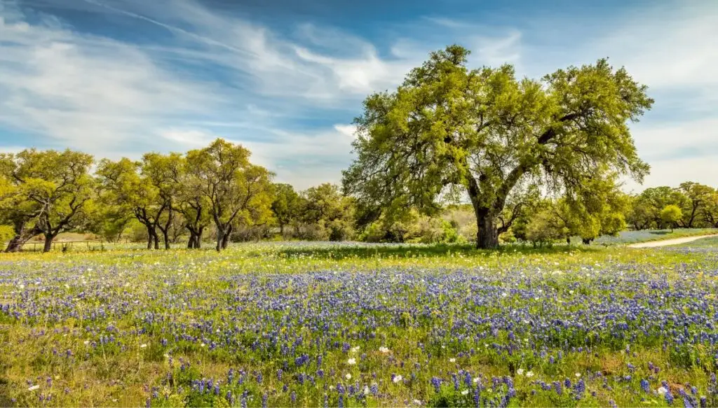 View of giant green trees sitting above fields filled with blue bonnets on a sunny day in Texas Hill Country. 