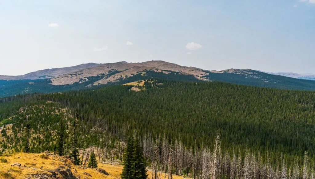 Aerial view of the vast pine forest that make up Bighorn National Forest. 