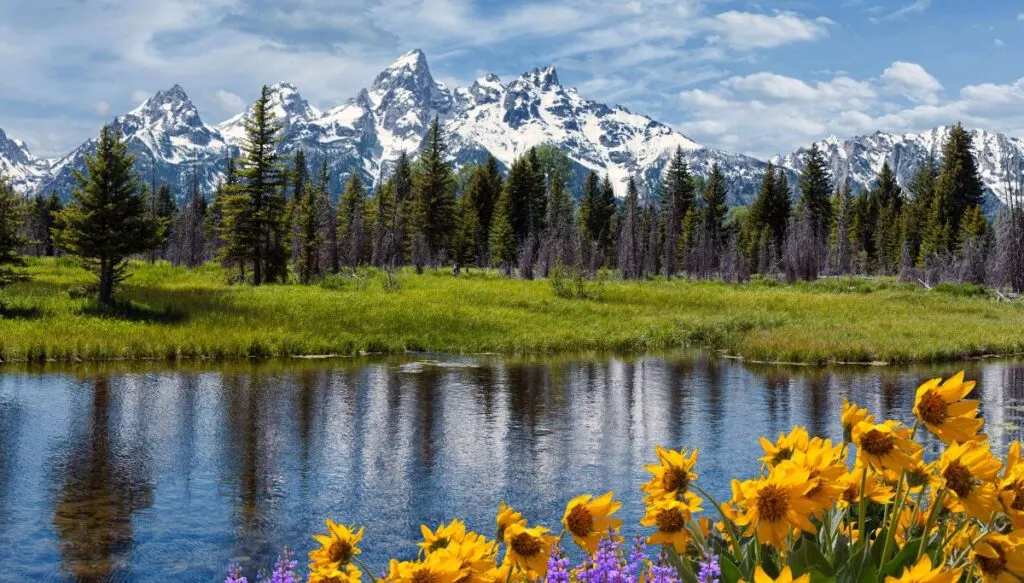 View of Grand Teton National Park. You can see snow covered mountains in the background with pine forests in front and grass in front of a lake with yellow flowers in the foreground. 