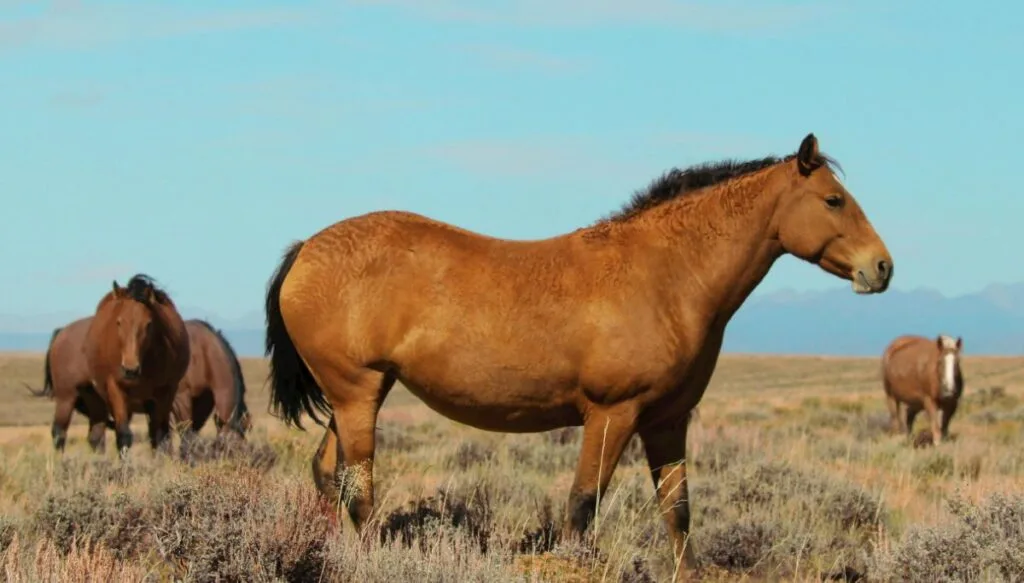 View of four brown, wild horses grazing on the fields of the Red Desert in Wyoming. 