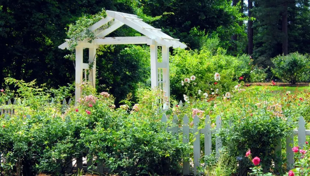 View of a white gate surrounded by roses at the American Rose Center. 
