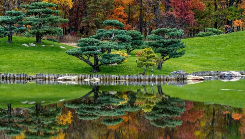 View of beautifully maintained trees sitting along the edge of a pond with trees reflections in the water and beautiful fall foliage in the background at Anderson Japanese Gardens. 