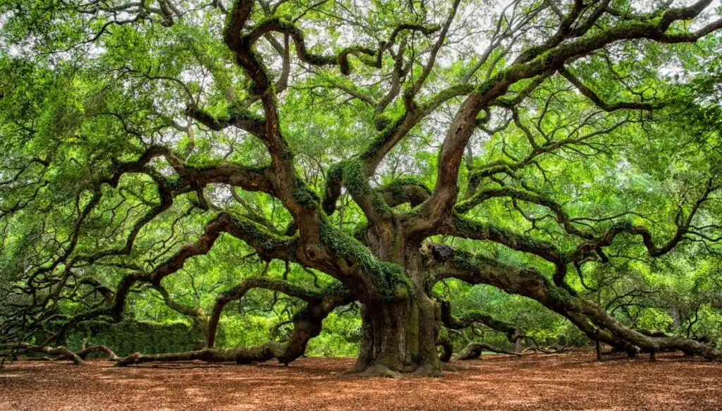 View of the giant Angel Oak tree covered in ivy and with green leaves on the branches. 