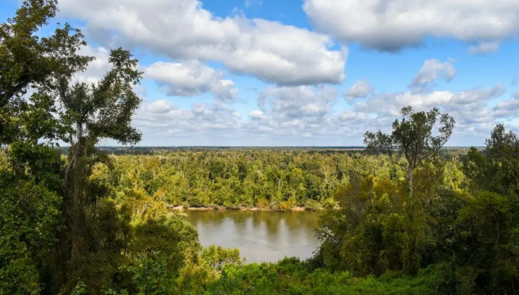 View of the Apalachicola River surrounded by a wealth of tall green trees with clouds in the sky in the background. 