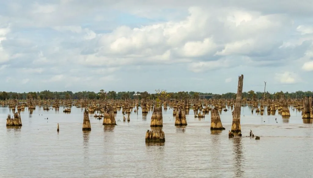 View of an assortment of trree stumps sitting in the water in Atchafalaya Basin. 