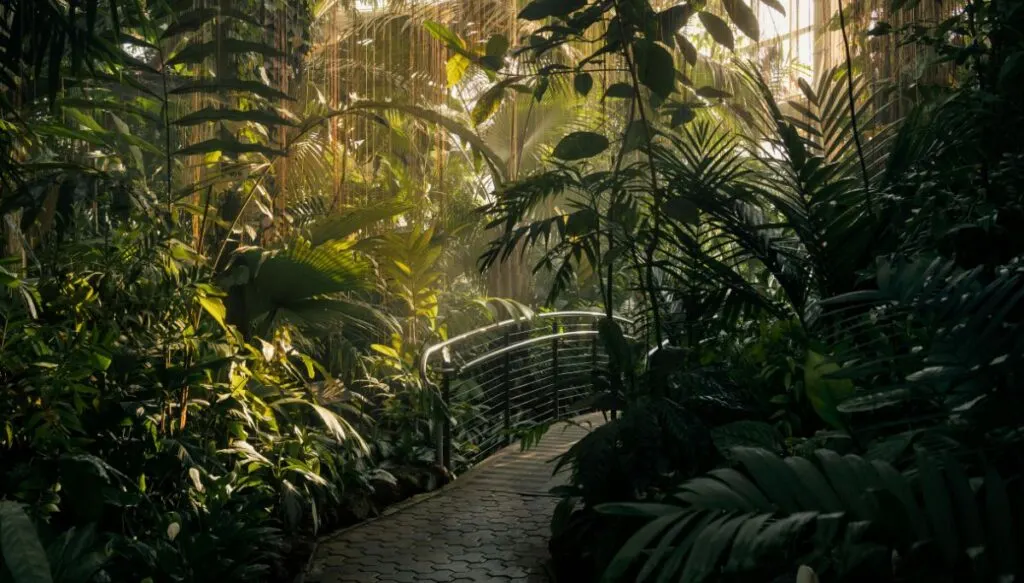 View of the tropical plants that line the walkway inside of Atlanta Botanical Garden. 
