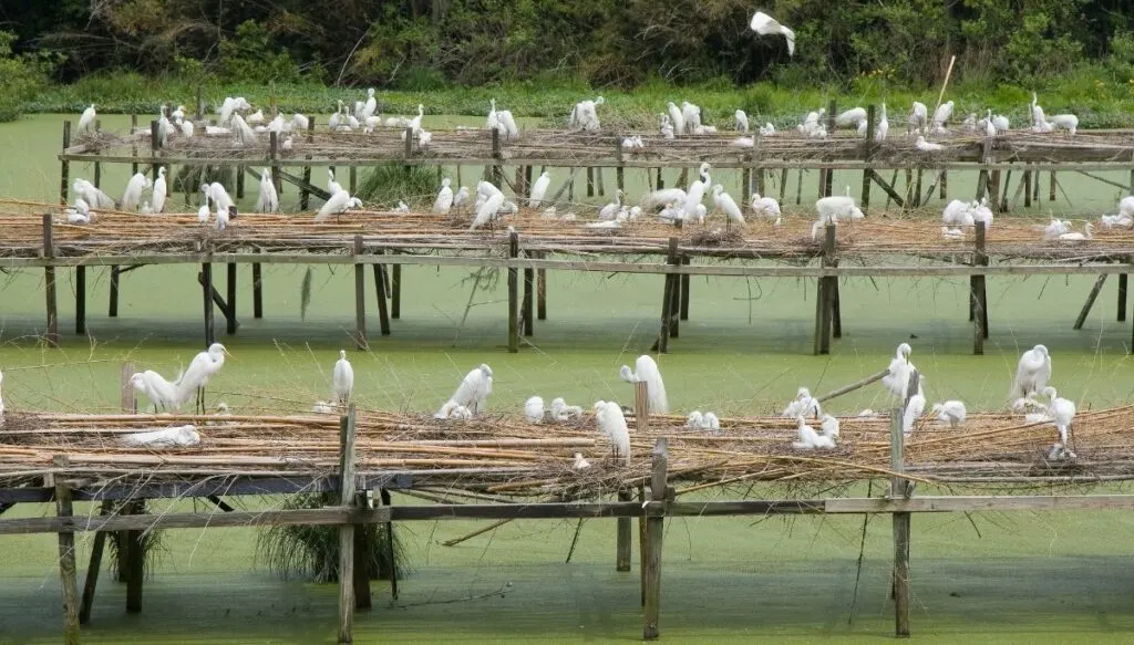 View of white egrets sitting on raised platforms coming out from a swamp at Avery Island. 
