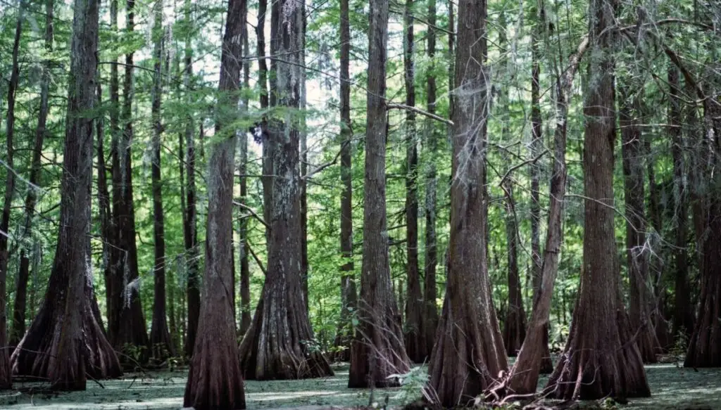 View of the tall trees growing in Bayou Teche. You can see water with moss at the base of the rees. 