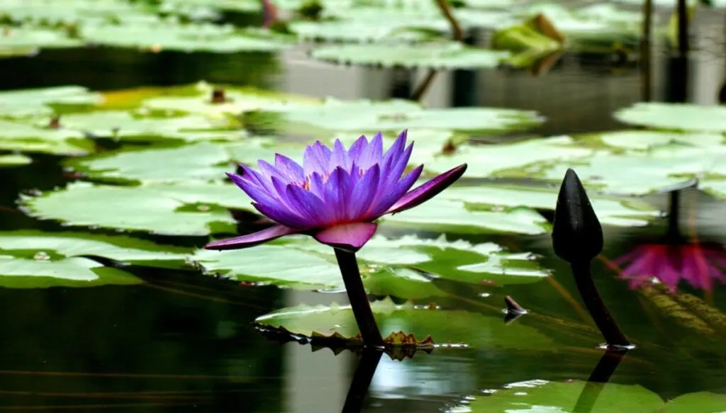 View of a purple flower coming up from the water and surrounded by  lily pads inside Birmingham Botanical Garden. 