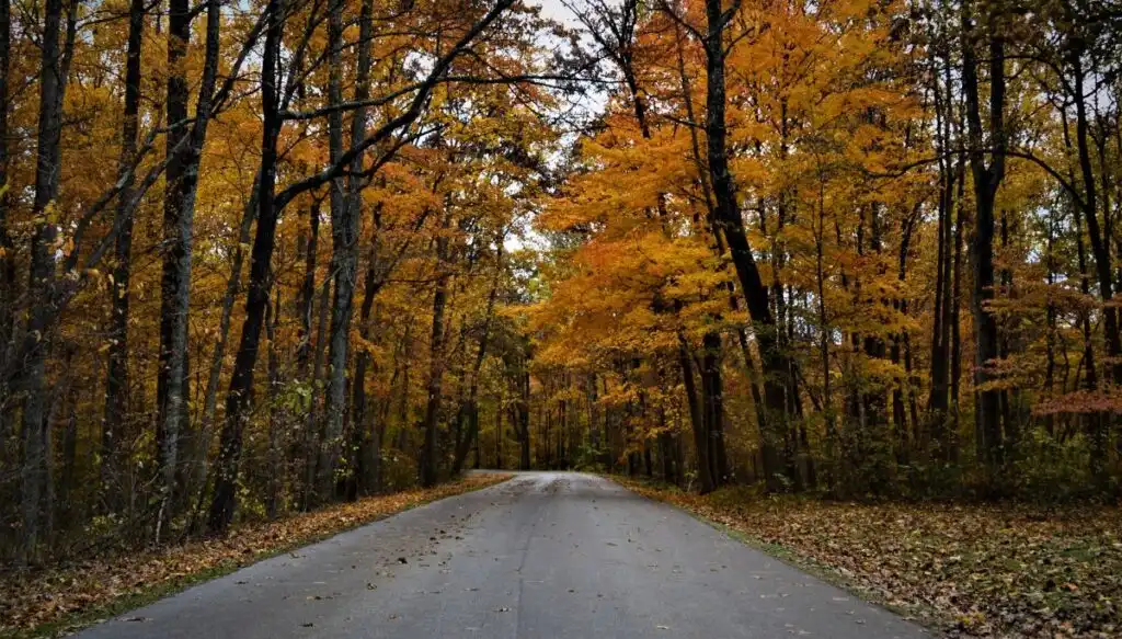 View of trees with tons of orange foliage sitting along a paved road that runs through Brown County State Park.  