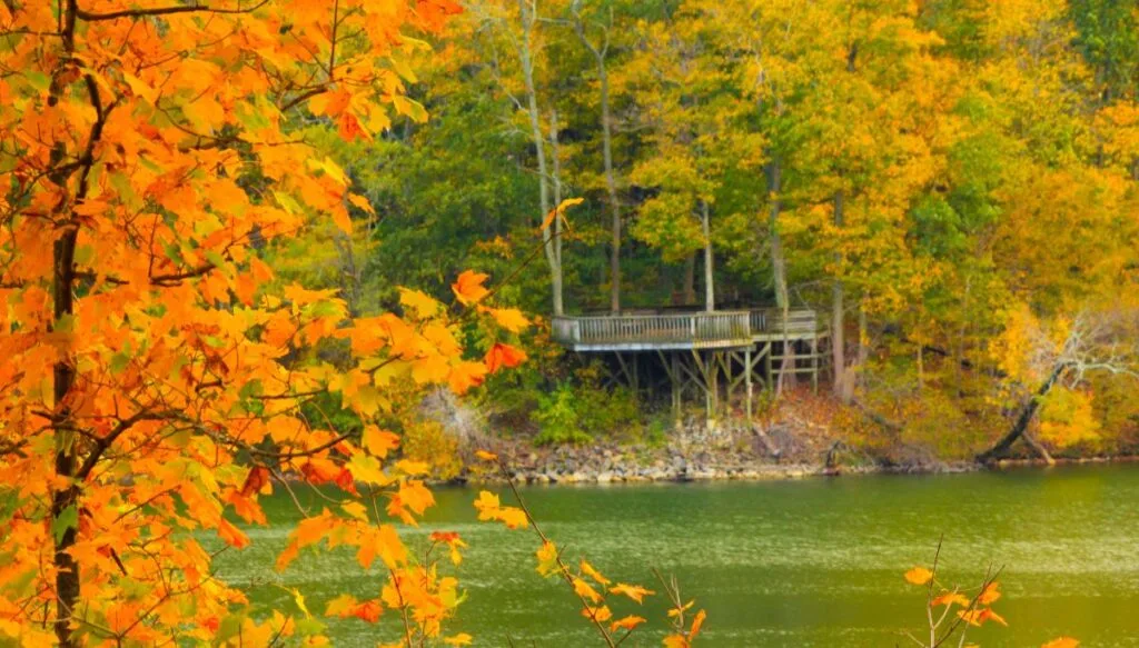 View of a tree with bright orange foliage on the left and a river in the iddle. Behind the river you see a wooden outdoor viewing platform tucked away in a forest with yellow foliage. 
