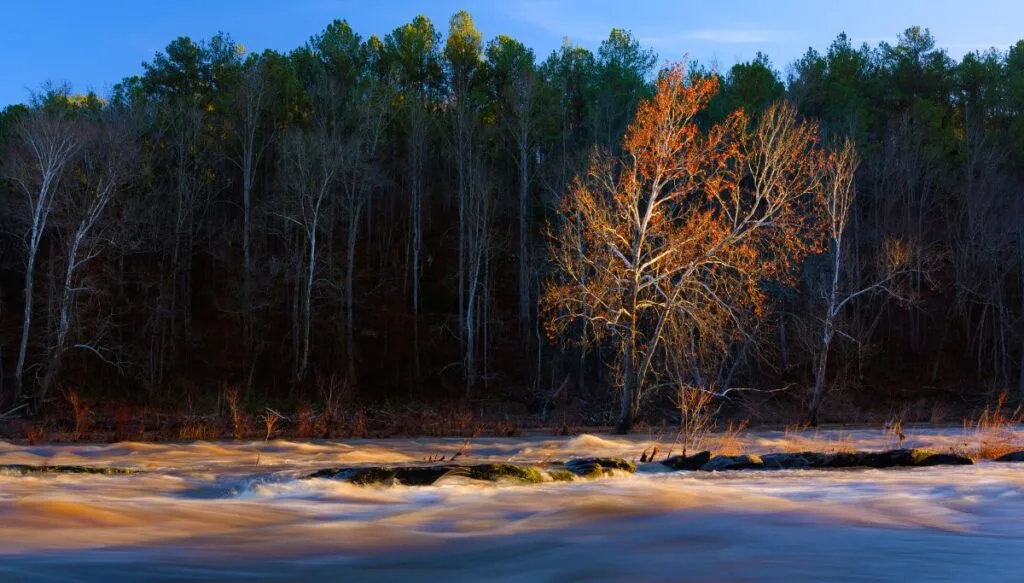 View of leafy green trees in the background with one trees with vibrant fall foliage sitting along the edge of the Cahaba River National Wildlife Preserve. 
