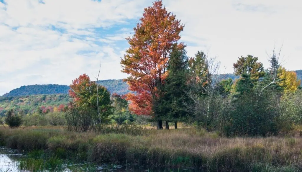 View of beautiful fall foliage and pine trees sitting among tall grass along the edge of the river inside of Canaan Valley Resort State Park. 