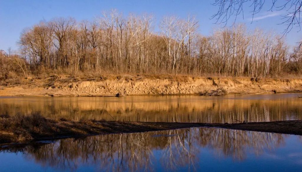 View of barren trees sitting on an island in Castlewood State Park in Missouri. 
