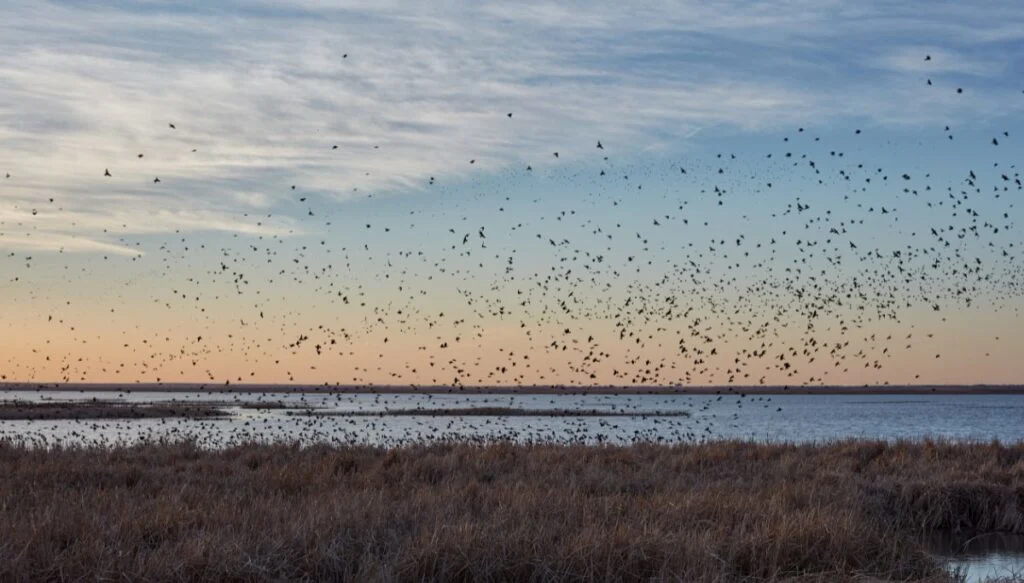 View of thousands of small black birds migrating above the water and marsh grass of Cheyenne Bottoms Wildlife Area. You can also see the sky changing color in the background. 