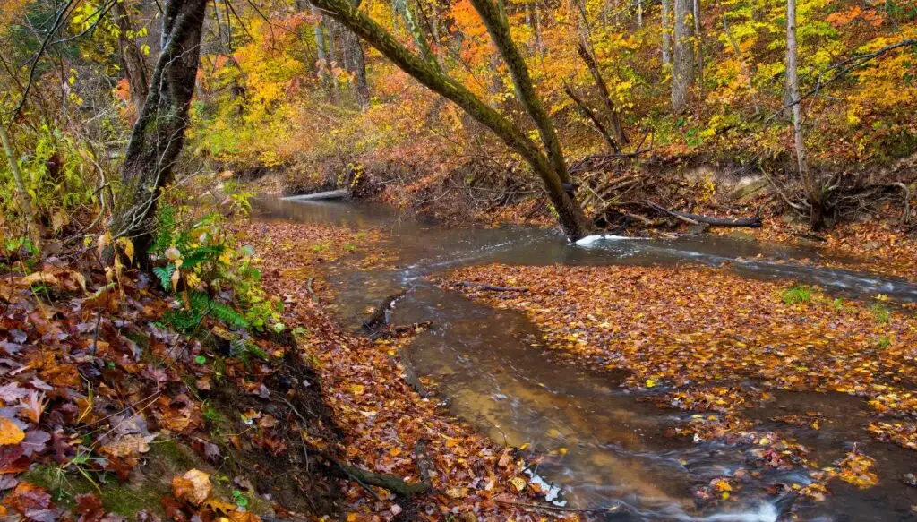 View of fall foliage surrounding a stream in Conkles Hollow State Nature Preserve. 