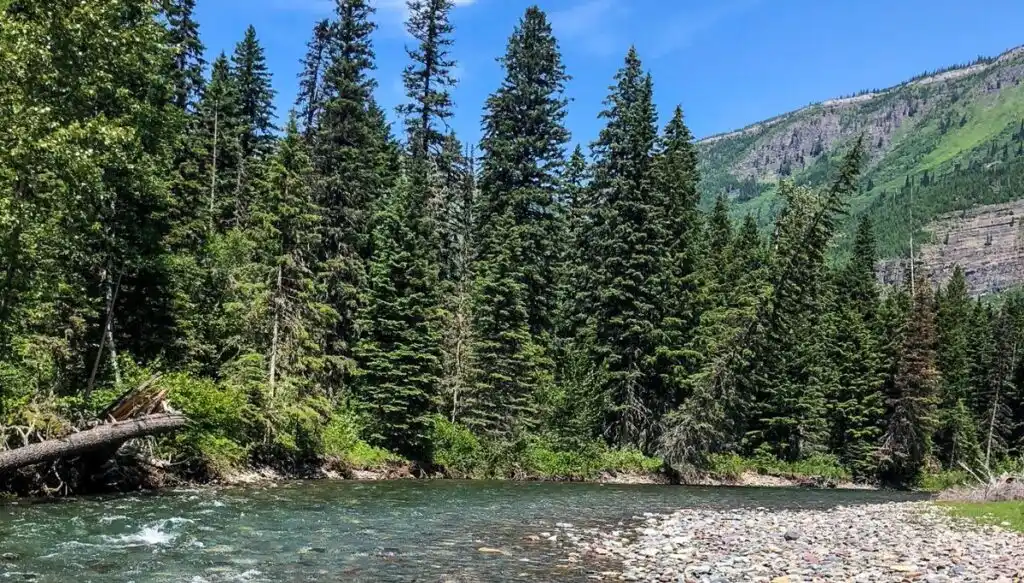 View of tall pine trees sitting along the edge of a river with a rocky shore inside of Copper Falls State Park. 