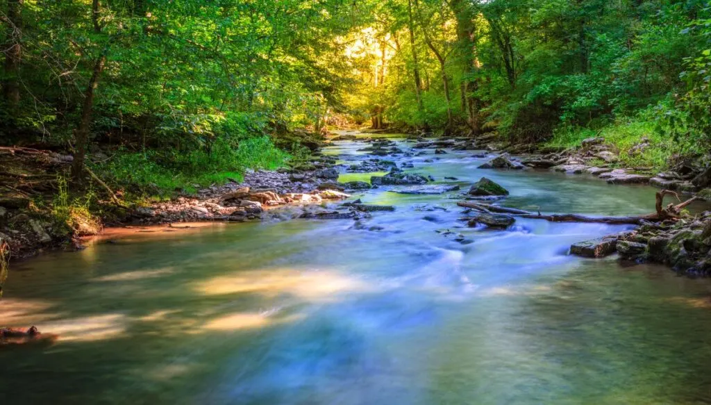 View of a creek winding through a green forest in North Dakota.