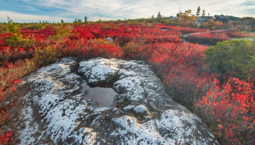 View of a white rock with a pool of water surrounded by bright red leaves and trees in the background in Dolly Sods Wilderness. 