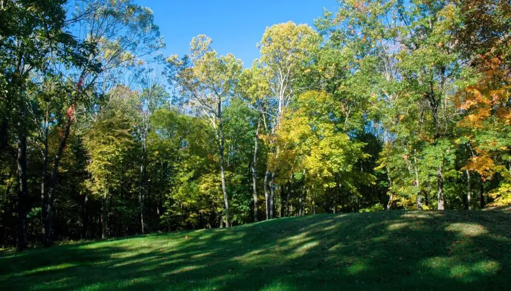 View of colorful fall foliage in the trees at Effigy Mounds National Monument. 