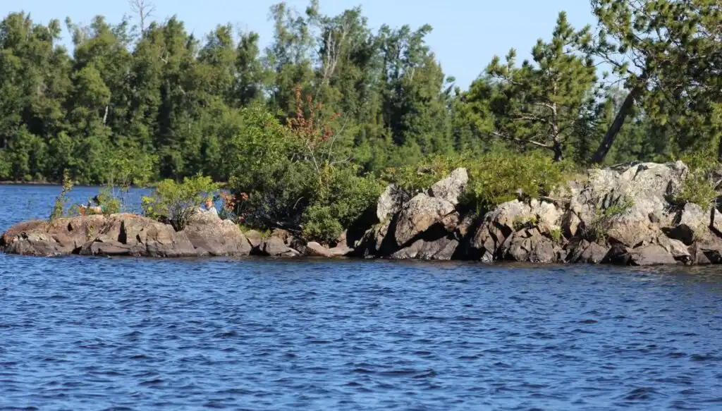 View of a rocky outcrop in a lake near Ely with pine trees growing all over it. 
