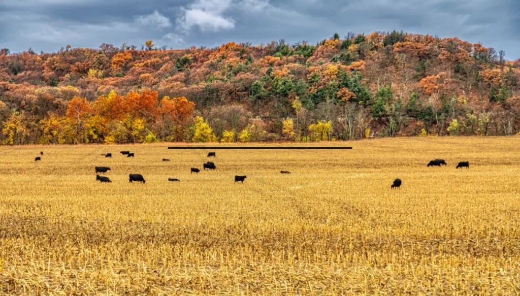 View of vibrant fall foliage taking over the Flint Hills in the background. In the foreground you can see a herd of brown cows grazing on golden grass from the Flint Hills Scenic Byway. 