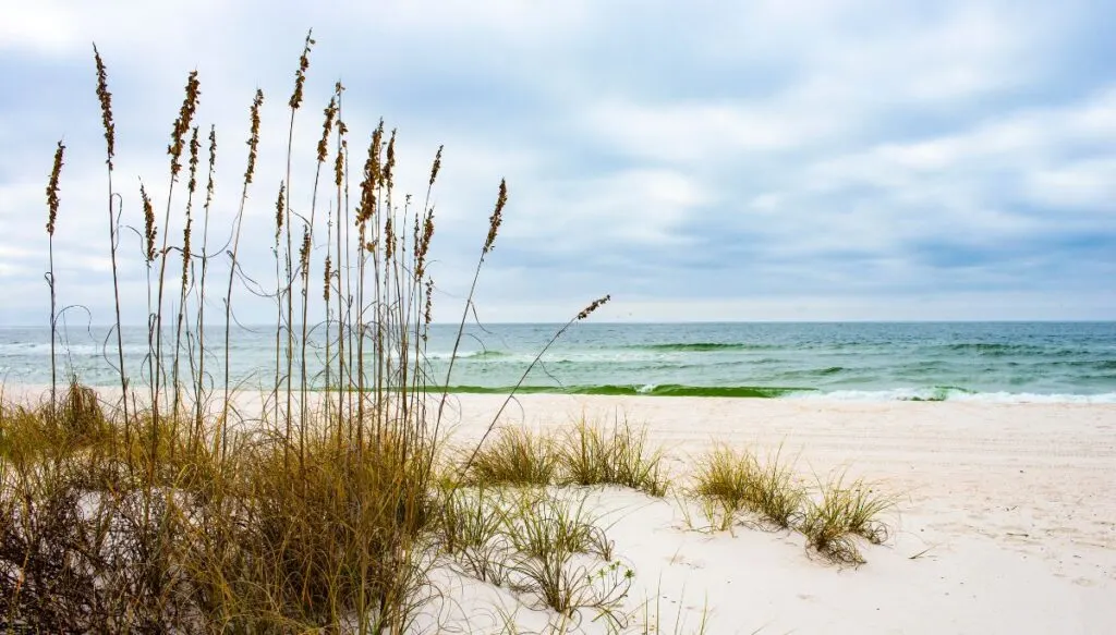 View of the white sand beaches and tall willows of the Gulf Islands National Seashore. 