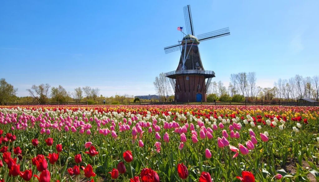 View of fields filled with different kinds of Tulips and a Dutch-style windmill in the background in Holland, Michigan. This is one of the most beautiful places in Michigan. 