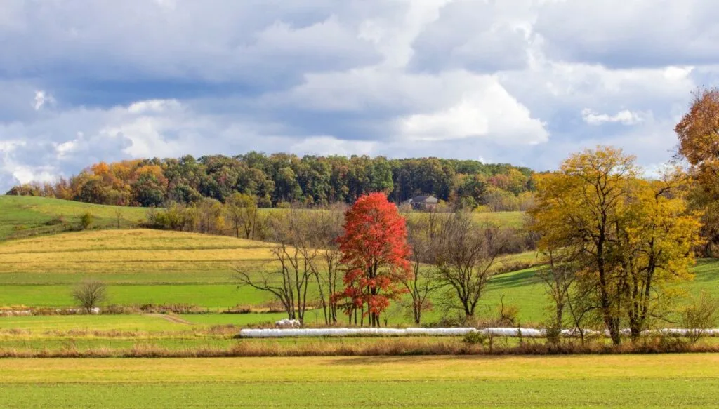View of vibrant fall foliage in Holmes County, Ohio. You can see tons of trees with fall foliage. 