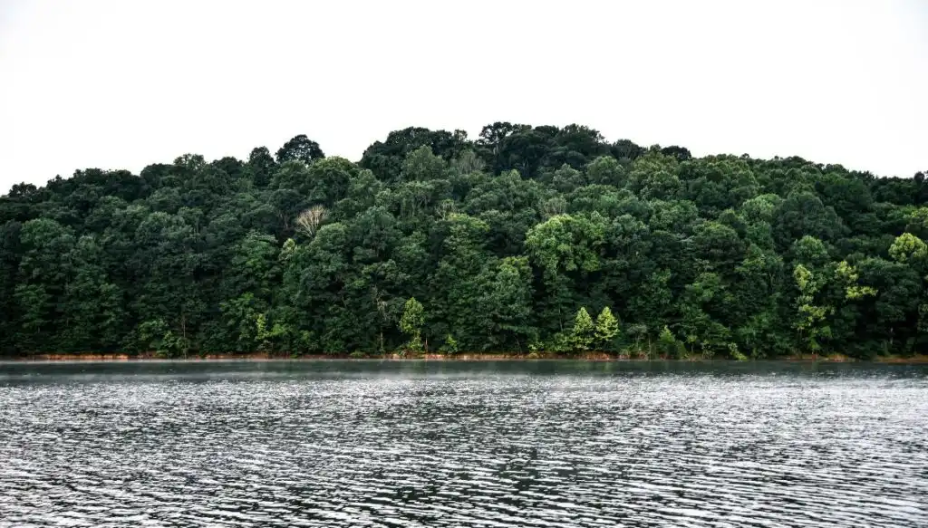 View of forests filled with green trees sitting along the edge of a lake in Hoosier National Forest. 
