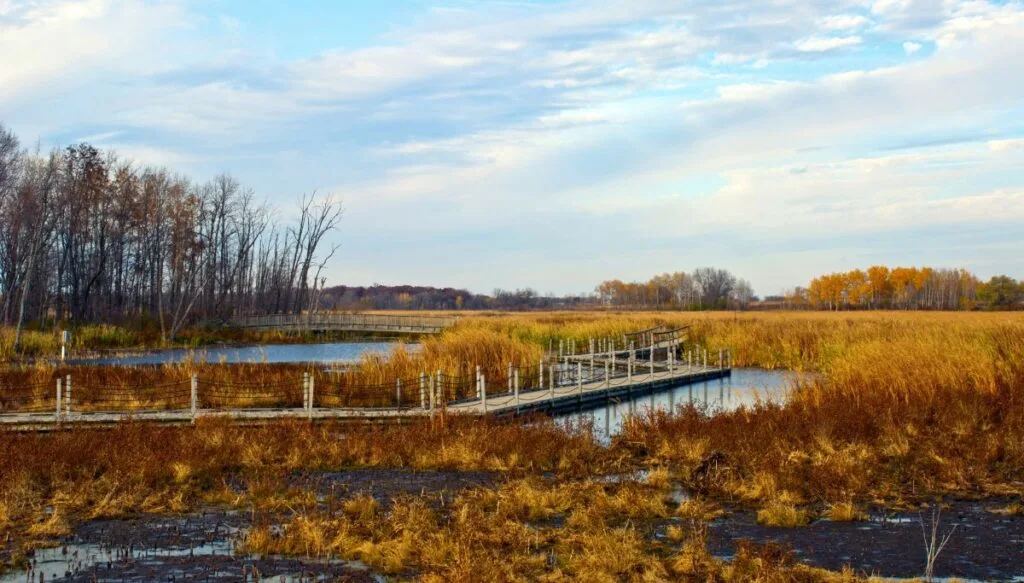 View of tall brown grass that surrounds a floating wooden boardwalk inside of Horicon Marsh. 