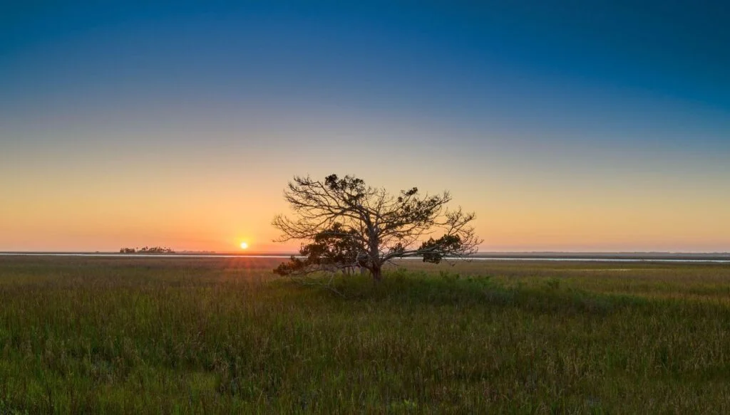 View of a lone leafy tree standing tall in a sea of grass with the sun setting in the background. 