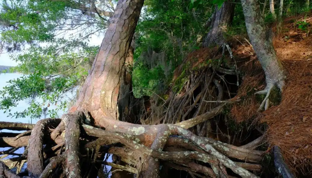 View of a tree sitting along the side of a creek with gnarled roots above the water. 