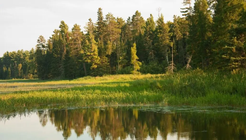 View of pine trees and tall grass growing along the edge of the water in Itasca State Park. 