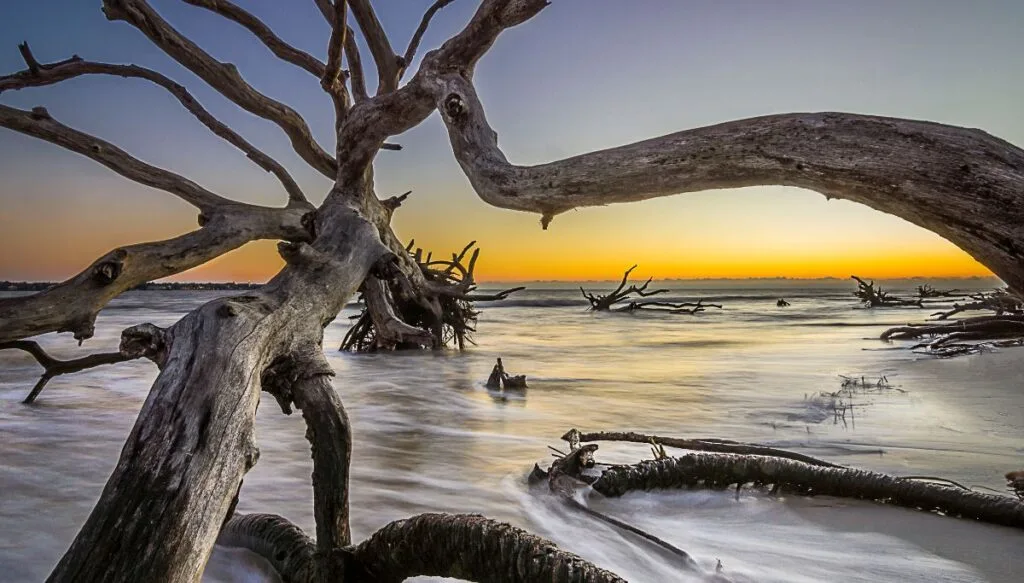 View of an old dead tree on Jekyll Island beach with the sunsetting in the background. 