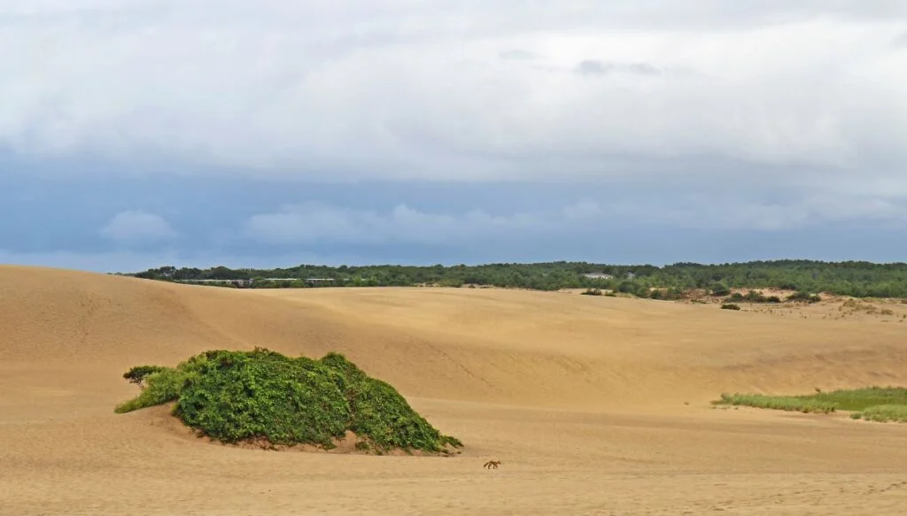 View of the vast sand dunes of Jockey's Ridge State Park which are surrounded by small green bushes. 