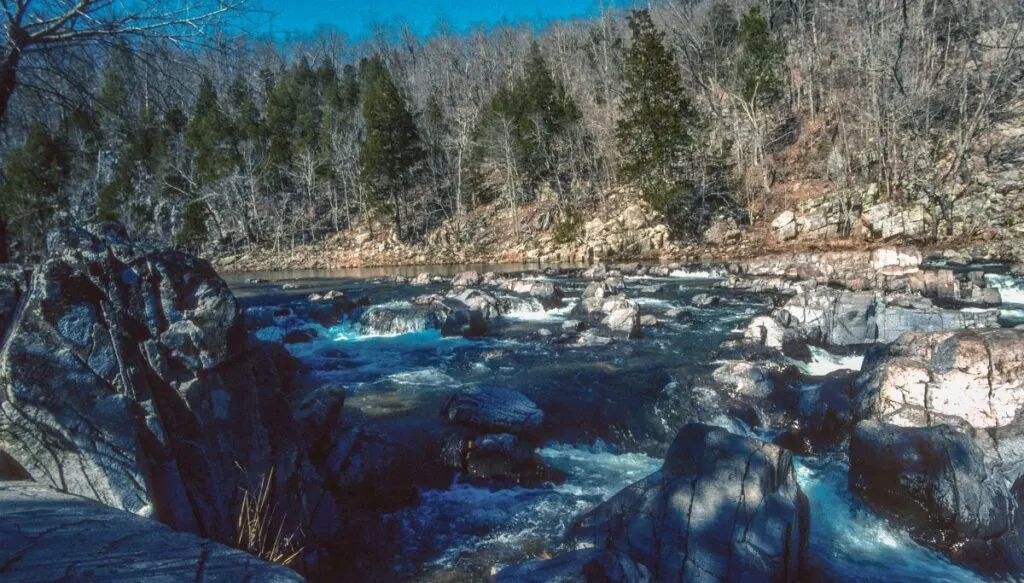 View of a river running through the forest with lots of pine trees along the river. 