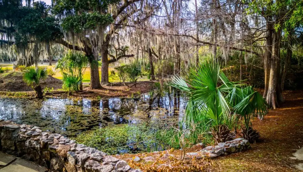 View of the palm trees and oak trees surrounding a pond . This photo of Jungle Garden was also taken from a stone bridge over the pond. 