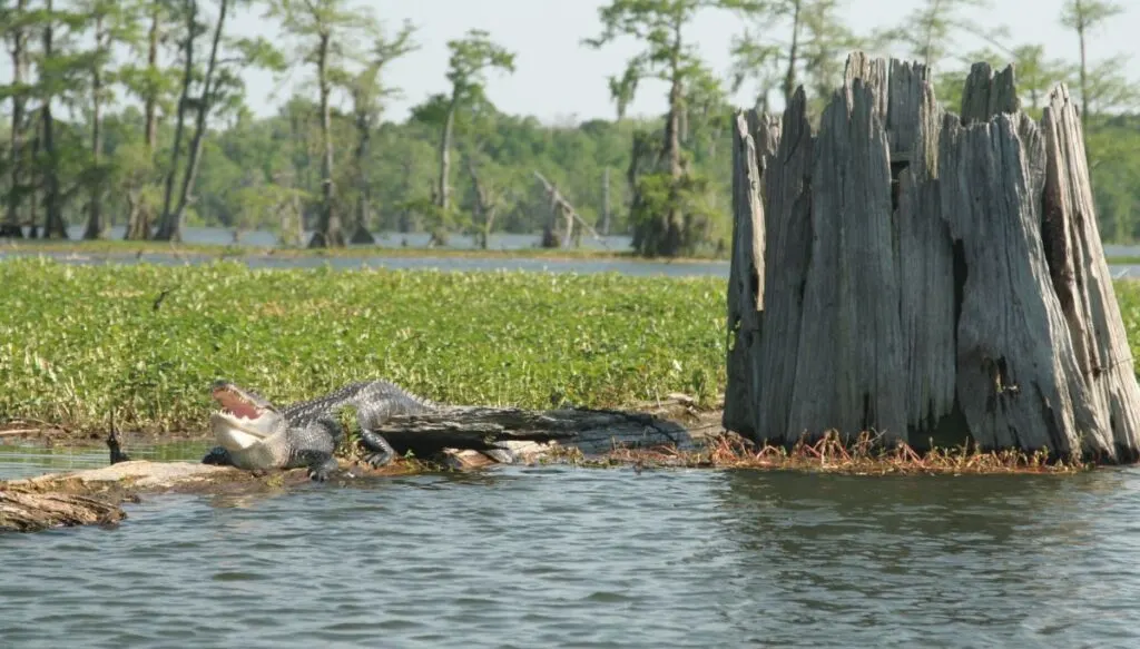 View of an alligator sitting with his mouth wide open while bathing in the sun at Lake Martin. You can see a tree stump on the right side of the alligator with trees standing in the background. 