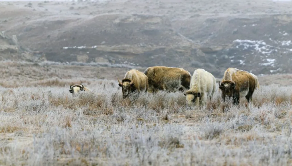 View of a bison herd in Lake Scott State Park. You can see a white bison in the herd and snow on the ground in the background. 