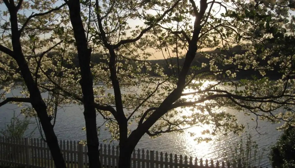 View of a Dogwood Tree with white flowers blooming in front of Lake Windsor. You can also see a fenca sitting along the edge of the lake. 