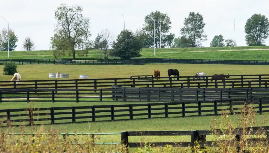 View of horses grazing in a field surrounded by fences with tall trees in the background. 