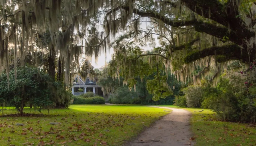 View of Magnolia Plantation and Gardens with a path leading  to the house and trees draped in Spanish moss in the forgeound and other trees around the house. 