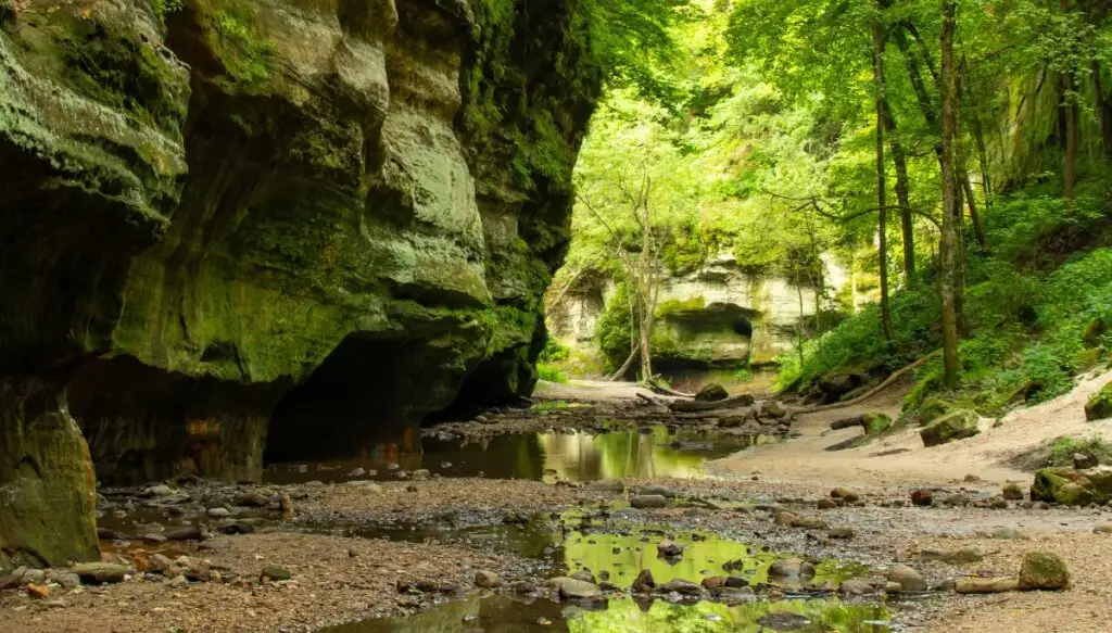 View of a valley with puddles of water that is surrounded by tall green trees with a sheer rock wall on the left. 