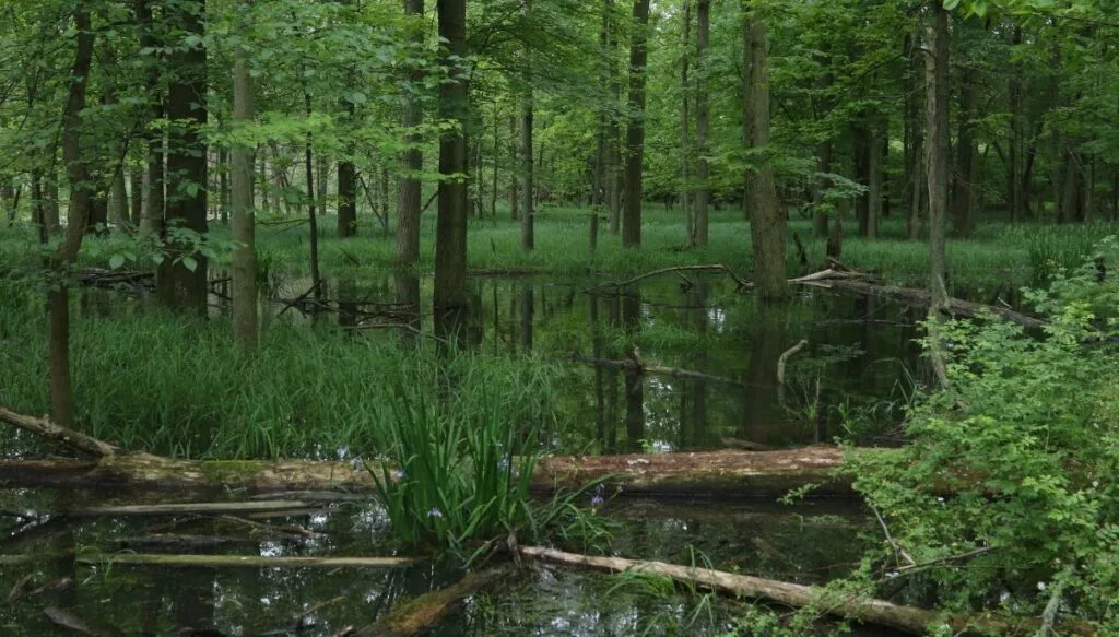 View of the swamps and lush green forests of Maumee Bay State Park. 