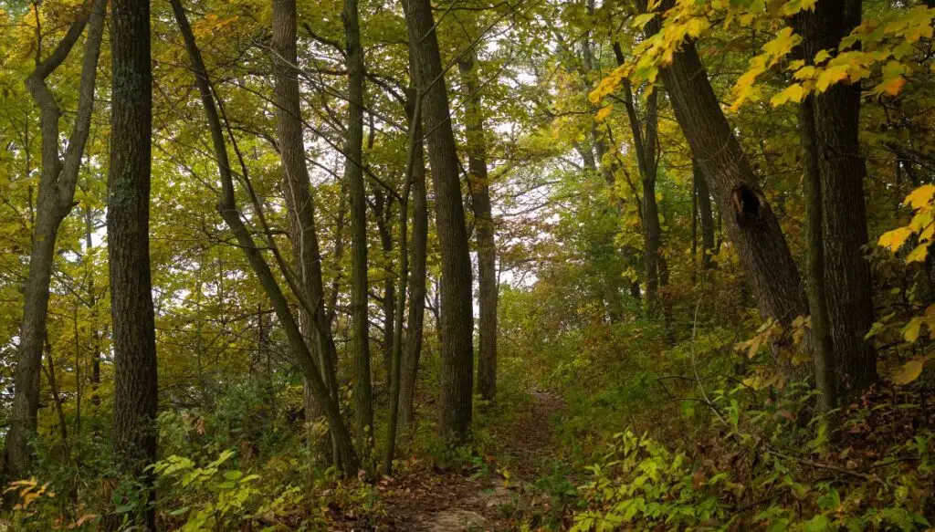 View of a forest filled with fall foliage inside of Mississippi Palisades State Park. 