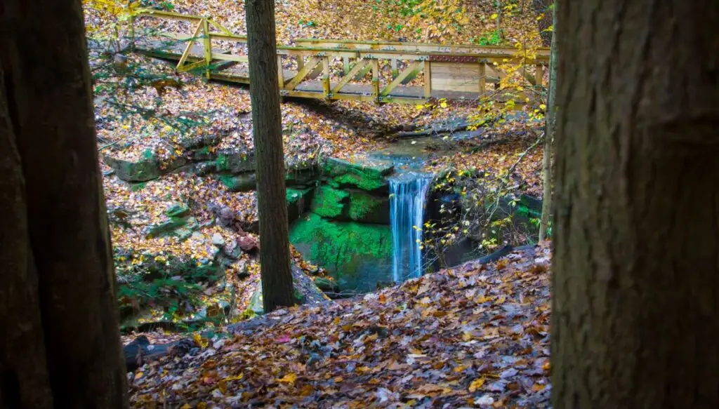 View between two trees with tons of dead leaves on the ground. Between the trees you can see a small waterfall with a wooden walking path behind it. 