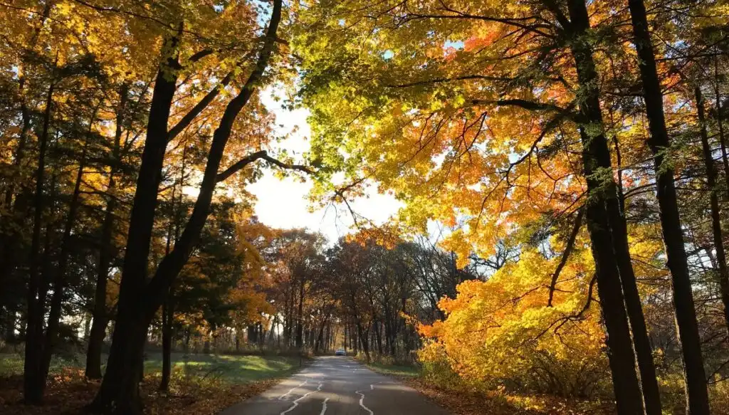 View of vibrant fall foliage surrounding the paths through Morton Arboretum in Illinois. 
